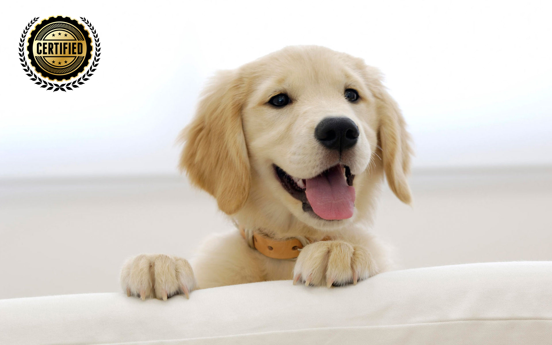 782504-Cute-Dog-Wallpaper Copy - The Sydney Dog Trainer