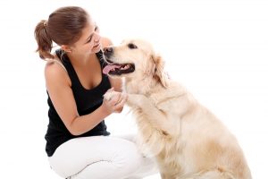 dog trainer, dog behaviourist, dog training, home dog training