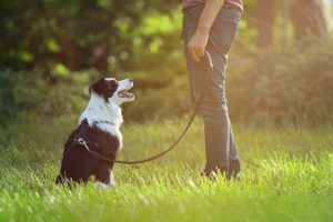 dog trainer, dog behaviourist, dog training, home dog training